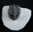 Arched Coltraneia Trilobite - Awesome Eyes #1989-3